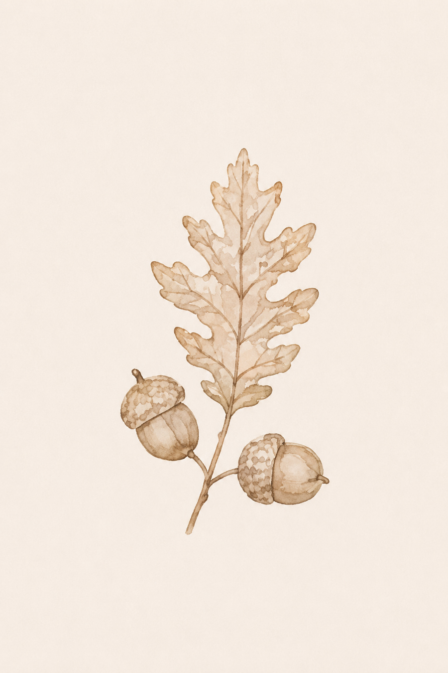OAK & ACORN